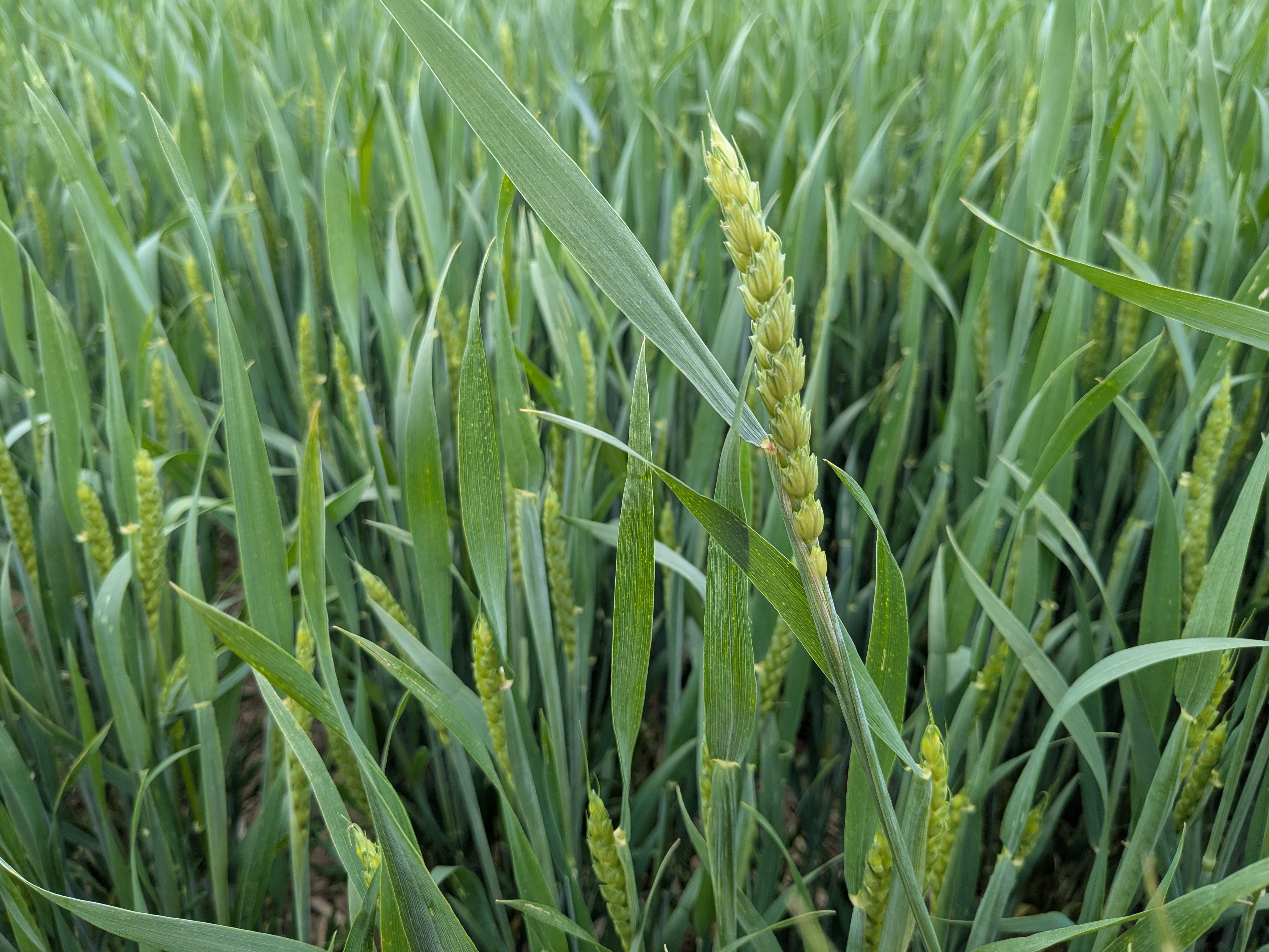 Christine Charles WW 5 19 25.jpg